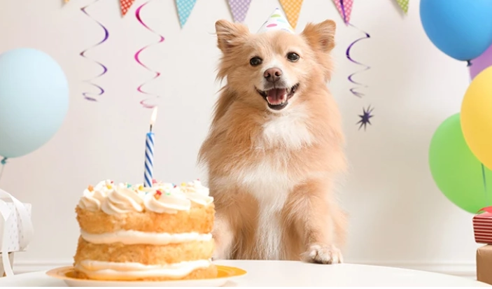 狗狗焦慮行為 狗狗焦慮行為