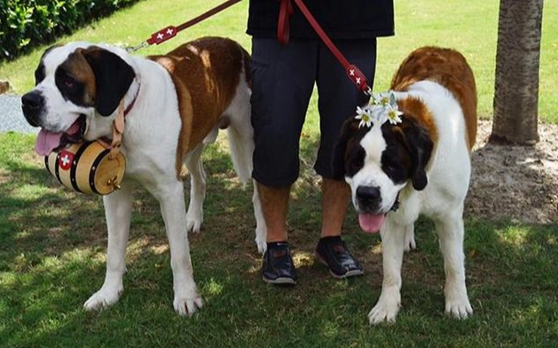 狗狗後腿發抖治療