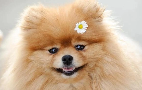 狗狗吃杏仁 狗狗吃杏仁