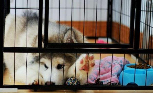 狗狗不睡覺解決方法