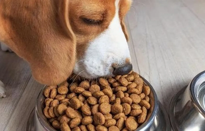 狗狗糖尿病症狀