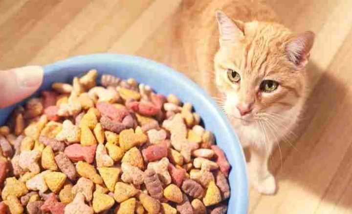 寵物食品召回 寵物食品召回