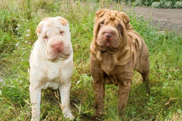 寵物營養補充品