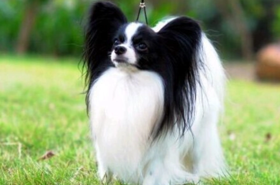 杏鮑菇寵物食品