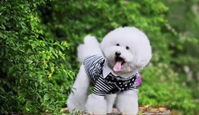 寵物狗消化問題食物