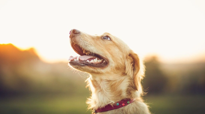 狗夏威夷果仁中毒