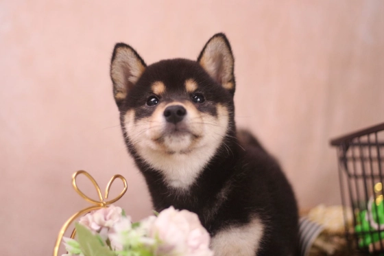 刈菜對狗狗的影響