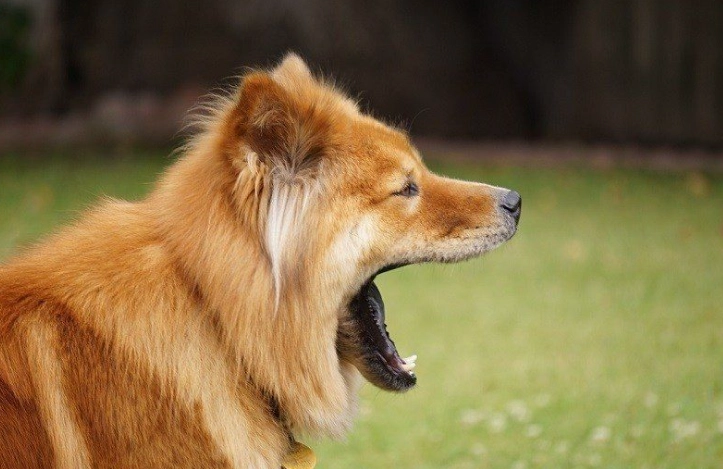 狗狗吐血怎麼辦