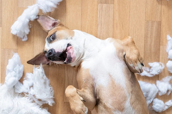 分離焦慮症治療 分離焦慮症治療