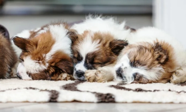 狗狗不睡覺解決方法