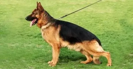 德國狼犬性格 德國狼犬性格