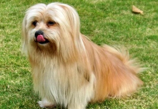 狗狗缺鈣症狀 狗狗缺鈣症狀