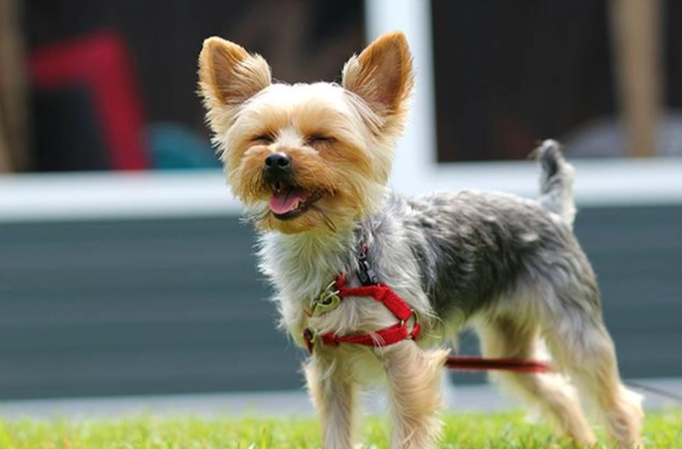 狗狗吐舌頭睡覺原因