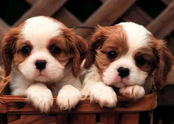 狗狗鈣質補充 狗狗鈣質補充