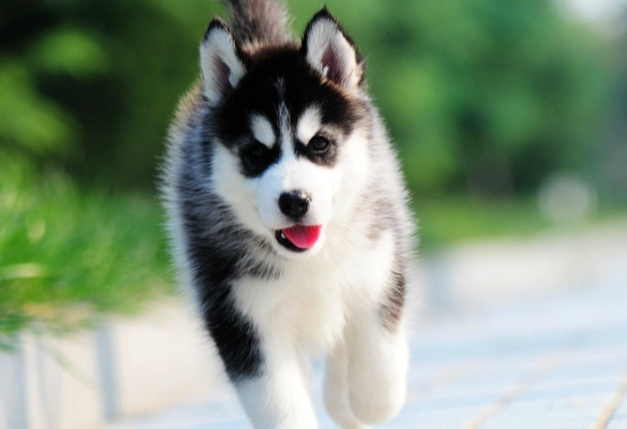 短毛狗品種推薦