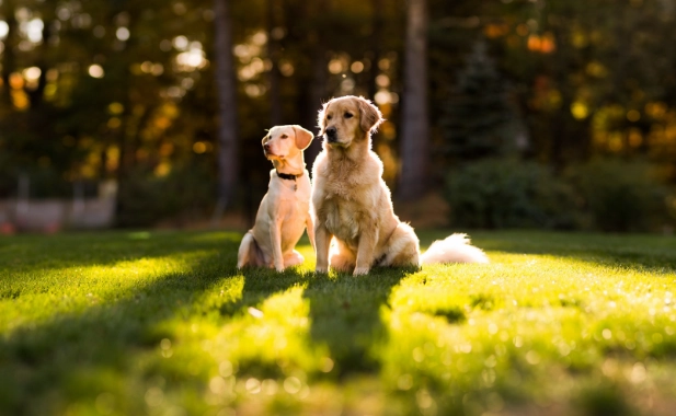 狗狗拉肚子原因