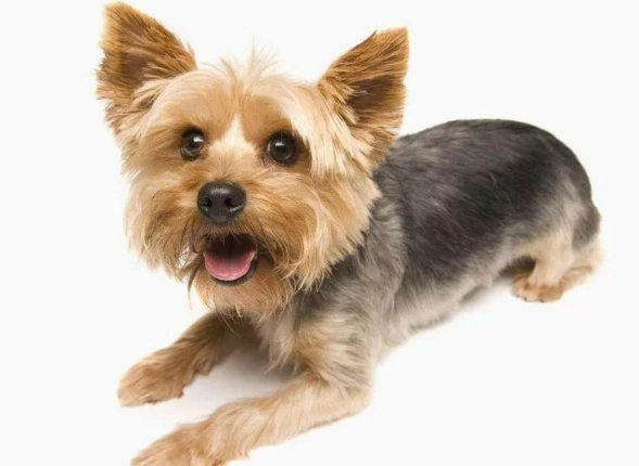 狗狗鈣質補充 狗狗鈣質補充