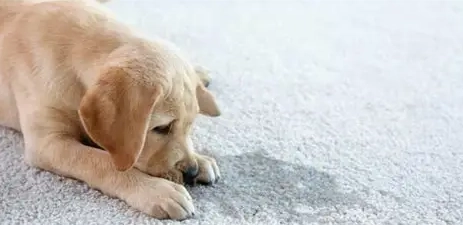 寵物泌尿系統疾病