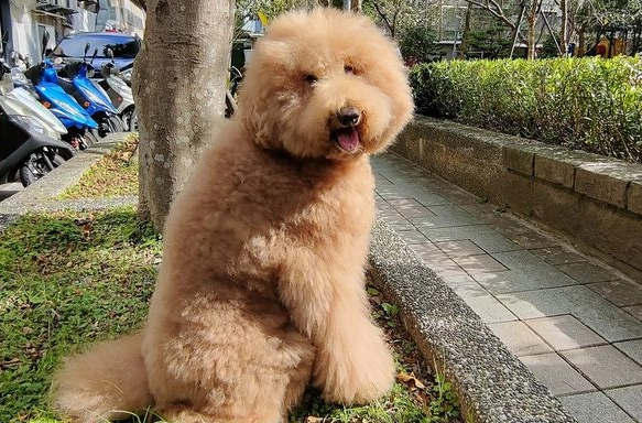 標準貴賓狗 性格