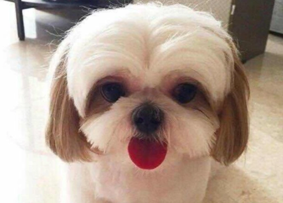 狗狗藍莓攝取量