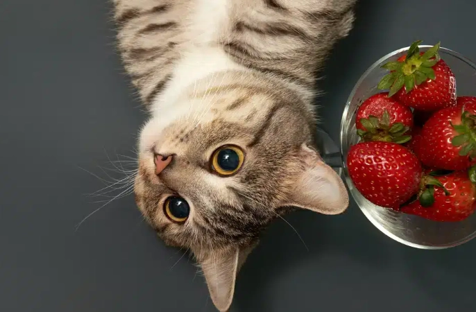 杏鮑菇對貓的危害