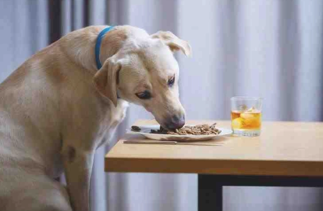 低敏狗食肉類選擇