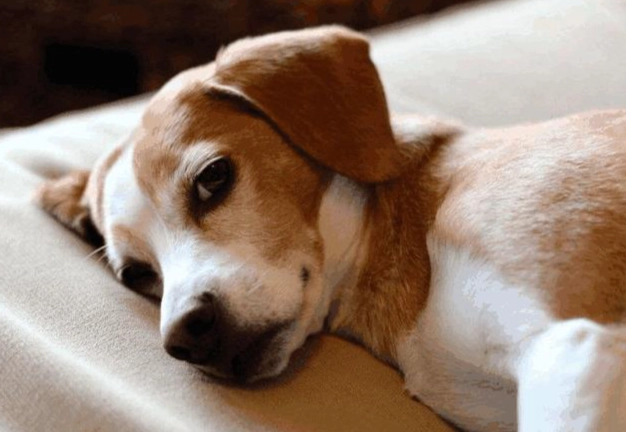 老狗半夜不睡覺 老狗半夜不睡覺