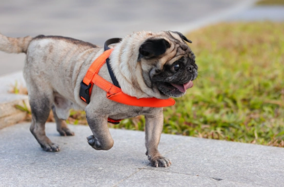 如何餵狗狗紅蘿蔔