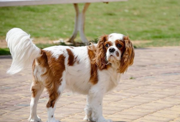狗狗胃脹氣怎麼辦