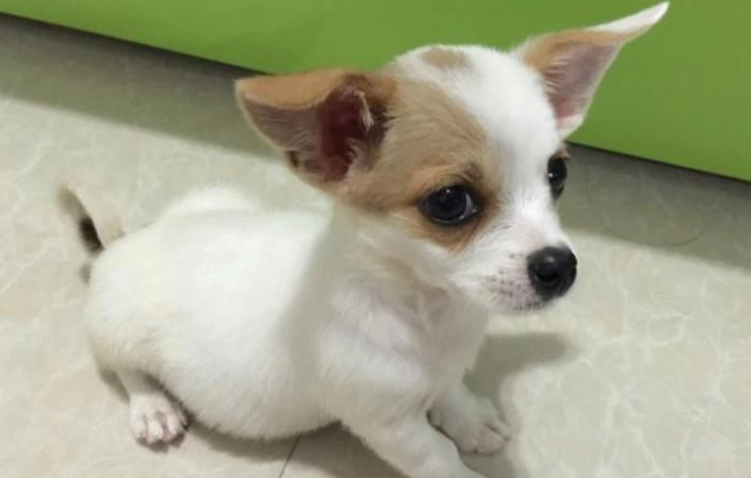 狗狗吐舌頭睡覺原因