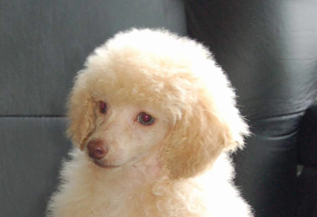 巨型貴賓飼養困難