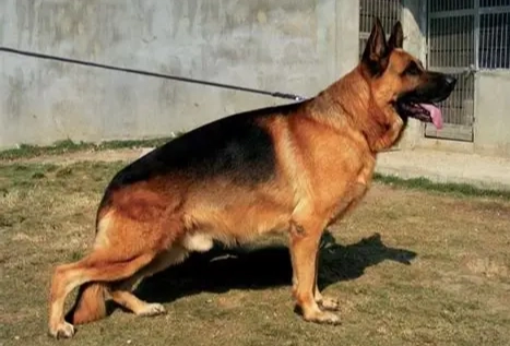 德國狼犬飼養 德國狼犬飼養