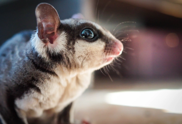 蜜袋鼯飲食禁忌