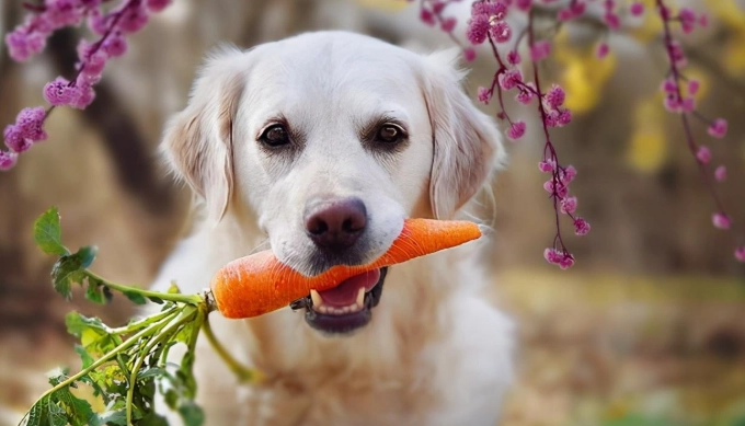 杏仁對狗的影響 杏仁對狗的影響