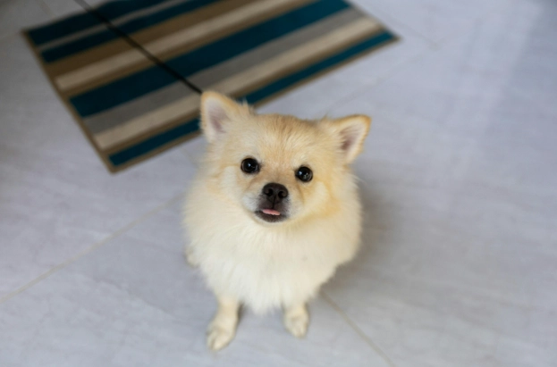 狗狗吃紅蘿蔔好處