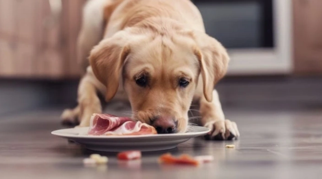 狗狗不吃飯解決方法