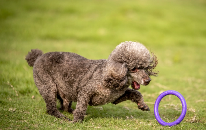 如何餵狗狗紅蘿蔔