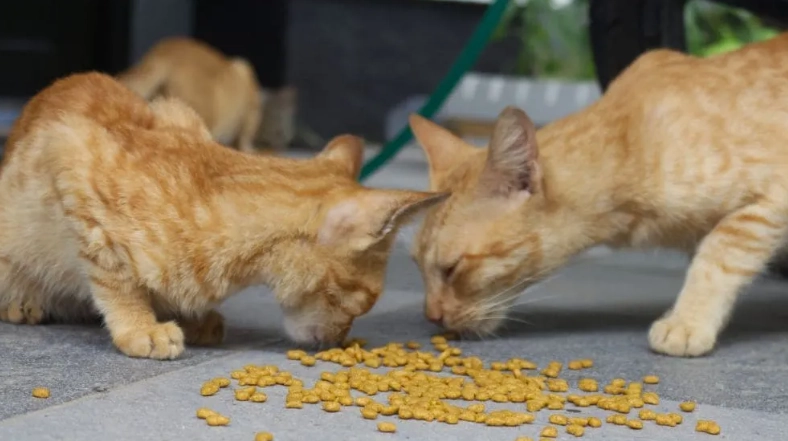 貓咪吃地瓜好處