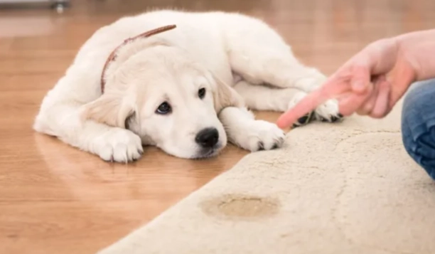 寵物泌尿系統疾病