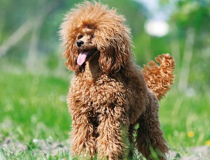 貴賓顏色選擇技巧