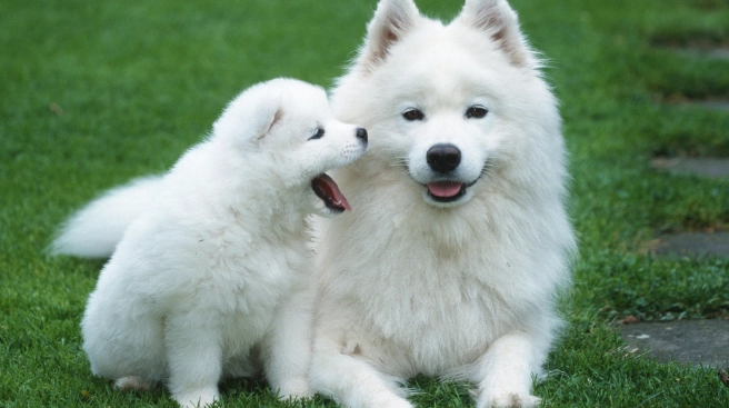 庫欣氏症狗飲食指南 庫欣氏症狗飲食指南