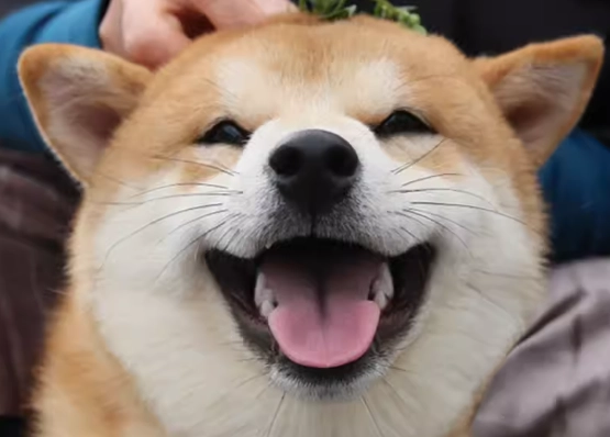 木耳對狗的好處