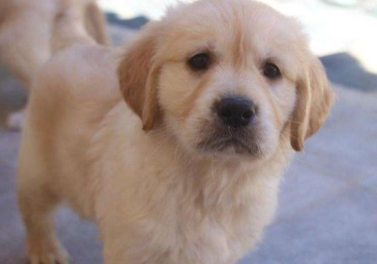 狗狗缺鈣症狀 狗狗缺鈣症狀