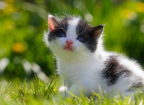 貓糖尿病早期症狀