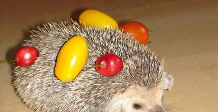 刺蝟水果飲食 刺蝟水果飲食