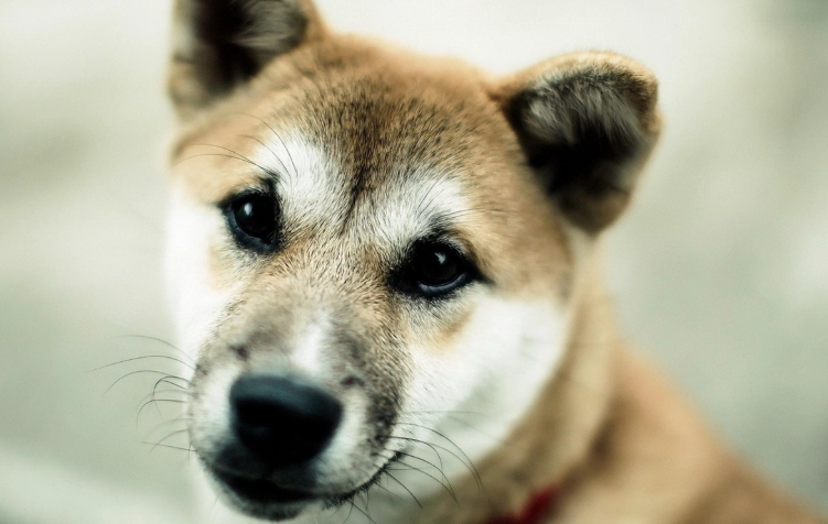 蛋黃對狗的好處