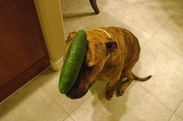 狗狗吃節瓜好處