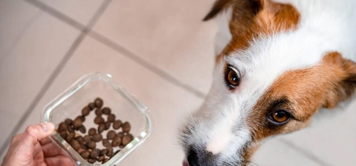 狗狗糖尿病飲食