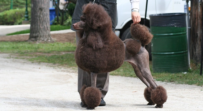 巨型貴賓飼養困難