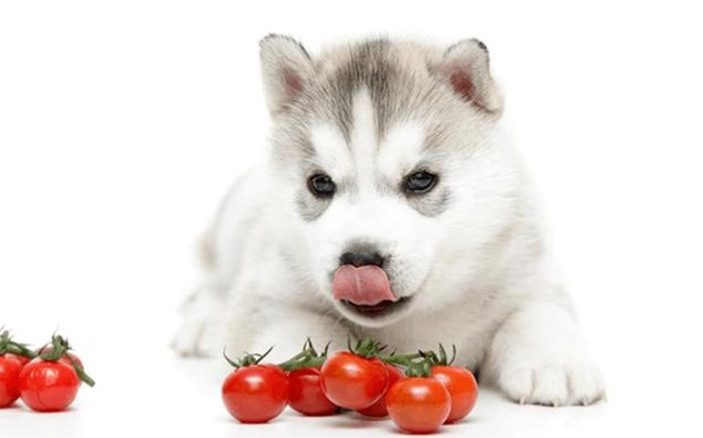 小番茄對狗有害嗎